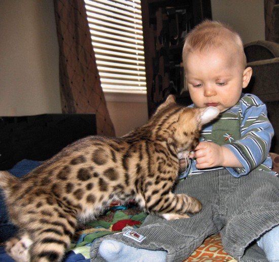 Baby With Kitten