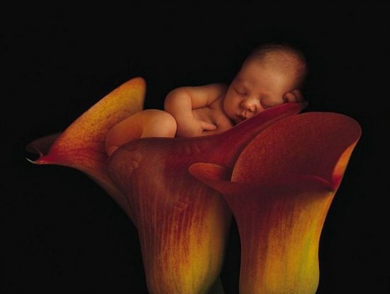 Sleeping Baby On Rose