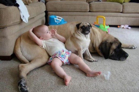 Baby And Funny Dogs