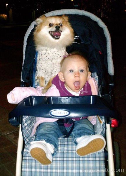 Baby Dog Funny