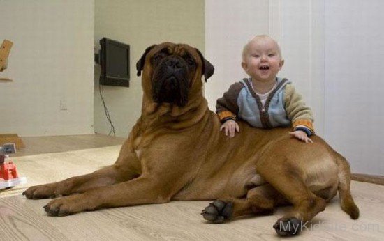 Baby With Dog