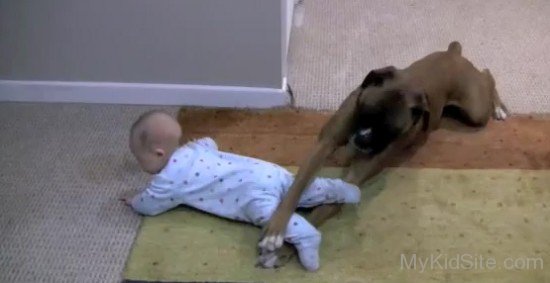 Dog Enjoy With Baby