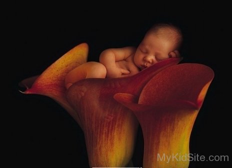 Baby Sleeping On Flower