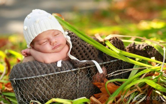 Cutey In Basket